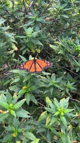 The video shows a close-up of a monarch butterfly resting on a green plant with small yellow flowers. The butterfly has bright orange wings with black lines and white spots along the edges. The plant has many green leaves and small, round, green buds or seeds. The background is blurred, but it appears to be more foliage. The camera zooms in slightly on the butterfly.
