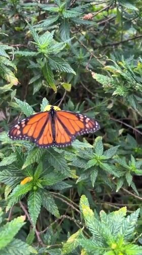 Wildlife watching documented across Las Palmas parks and streets