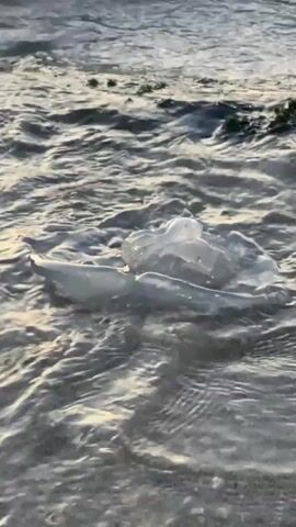 The video shows a translucent, bell-shaped marine creature, resembling a jellyfish, floating in shallow, dark grey ocean water near the shore. Small waves wash over the creature, causing it to bob and briefly get covered in foam before the water recedes. The water surface reflects a faint yellowish-orange light, suggesting either sunrise or sunset. The creature is mostly still, reacting passively to the wave movement.