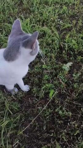 This video shows a close-up, medium-angle shot of a white and gray cat in an outdoor, grassy setting. The cat is facing away from the camera, looking to the right, with its head turned to the side. Its ears are pointed forward, and its whiskers are visible. The fur is primarily white with patches of gray on its head, back, and paws. The cat is standing on a patch of dark soil with green grass and some weeds growing around it. The lighting suggests it is daytime, possibly late afternoon or early evening, with soft, natural light. The overall mood is calm and observational, focusing on the cat's natural behavior in its environment. The location context is Mokshan, Russia. No visible text is present in the video.