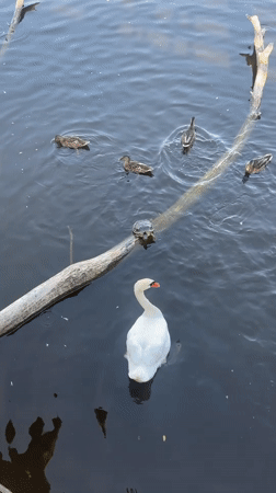 Ducks, a turtle, and a swan at a quiet waterside park