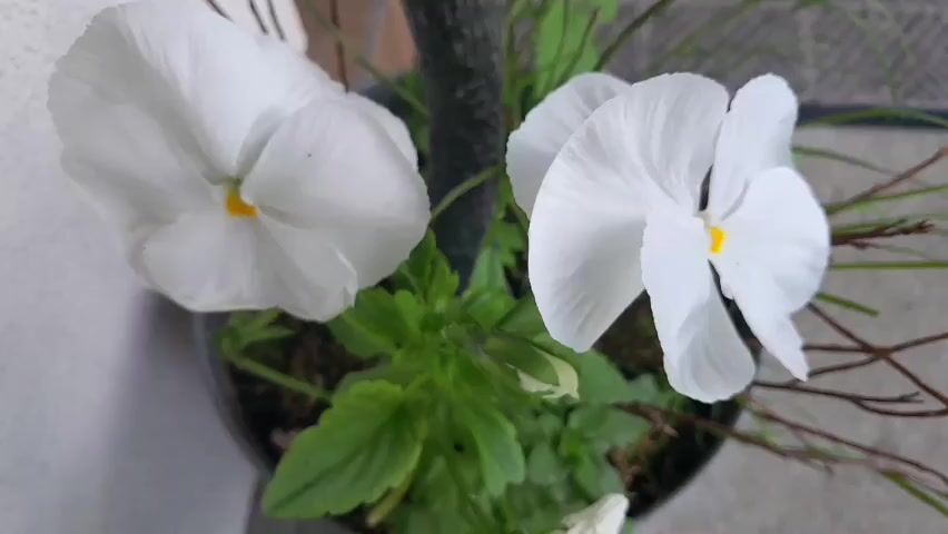 This media file is a close-up, overhead shot of two white pansies with yellow centers, blooming in a dark pot. The flowers are the primary subjects, their delicate white petals taking up most of the frame. They appear fresh and in full bloom, with a slight dew or moisture on their petals. The background is softly blurred, showing hints of green foliage, dark soil, and thin, dry twigs. The overall scene is that of a potted plant, likely on a balcony or patio, given the outdoor feel suggested by the natural light and the presence of twigs. The lighting suggests it could be daytime, possibly morning or late afternoon, as the light is soft and diffused, not harsh. There are no people visible in the media file. The activity taking place is the natural blooming of the flowers. No text is visible in the image. The location context of Gliczarów Górny, Poland, implies a temperate climate, which would be suitable for pansies. The overall mood is serene and natural.