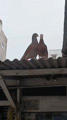 Rooftop birds, a resting cat, and quiet Indonesian phrases in West Jakarta