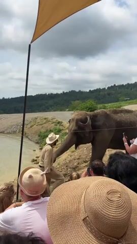 A group of people watch an elephant and its handler. The handler, wearing a tan outfit and hat, stands near a body of water and interacts with the elephant, which is reaching its trunk towards the handler. The audience members are seated and many are wearing wide-brimmed hats. The background shows a lush, green hillside under a cloudy sky.