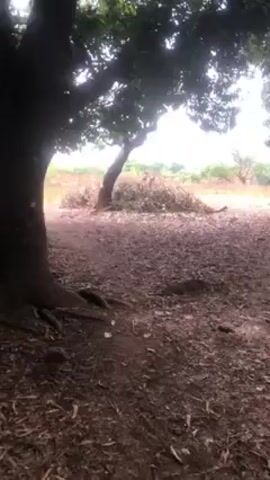 The camera navigates a sparsely treed area with a dirt ground covered in leaves. A large tree is prominent in the foreground, its roots exposed. Further back, a pile of vegetation is visible in the midground. The camera then angles up towards the canopy of the tree, revealing the sunlight filtering through the dense leaves. The area appears to be a rural or natural setting with a somewhat barren landscape.