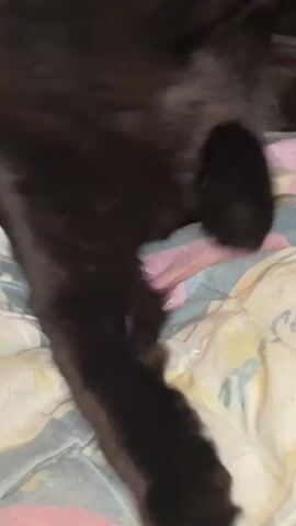 A black cat with yellow eyes is on a bed. The cat is mostly black with some lighter brown fur visible. The bed has a patterned comforter with blue, white, and pink designs. The cat is looking up and to the right.