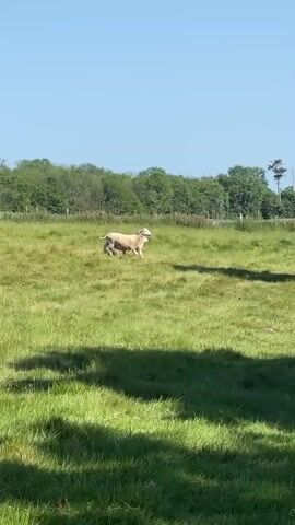 The video depicts a sheep running in a grassy field. The sheep is light colored and appears to be moving quickly across the field. The field is green and lush, with trees and a clear blue sky in the background. A car can be seen in the distance.
