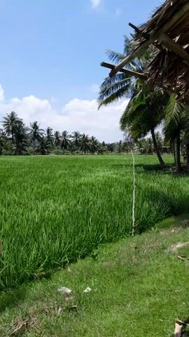 The video displays a vibrant green rice paddy stretching out to a line of palm trees under a bright blue sky dotted with fluffy white clouds. The camera, initially positioned under a thatched roof structure, pans across the field, briefly showing a coconut tree trunk in the foreground. No people are visible in the video. The scene conveys a sense of tranquility and natural beauty.