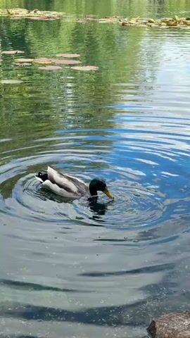 The video shows a mallard duck diving in a pond. The duck is facing away from the camera, and the viewer can see its tail sticking up in the air. The pond has some lily pads floating on the surface. The pond water shows reflections of the sky and trees.