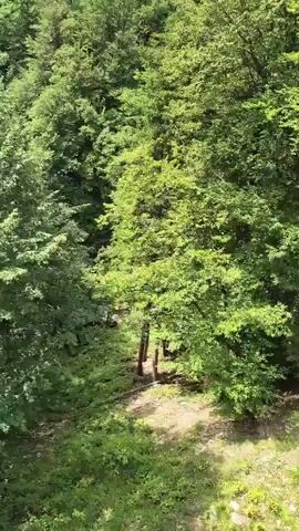 The video shows a panoramic view of a lush green forest on a mountainside. The camera pans upwards, revealing dense foliage and trees covering the slope. Sunlight filters through the leaves, creating a dappled effect on the forest floor. In the distance, the sky is partly cloudy, and hints of rocky outcrops can be seen on the upper part of the mountain. The overall impression is of a vibrant and natural landscape.