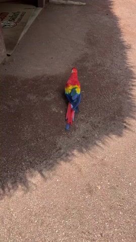 A red, yellow, and blue parrot stands on a brownish, pebbled ground surface. The parrot faces away from the viewer, showcasing its vibrant plumage. The parrot's red head and upper back transition into yellow, followed by blue feathers on its wings and tail. Some red feathers also appear at the base of the tail. The ground has scattered pebbles and appears slightly damp in some areas. The parrot does not move significantly during the video. A structure or object is visible at the very left side of the frame, but its features are not discernible.