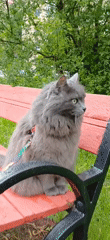 Leashed gray cat sits on red park bench