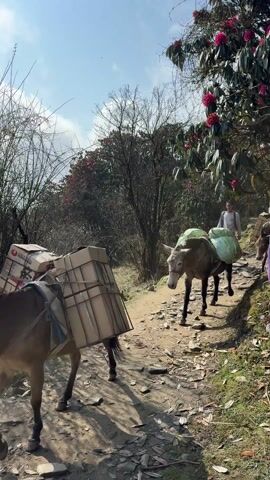 On a dirt trail, a man walks behind two donkeys laden with goods. The donkey in front carries two large, green bags, while the other bears boxes secured with metal wiring. A third donkey, also carrying boxes, follows behind. The man is dressed in a grey sweater and dark pants.  The trail is flanked by vegetation, including blooming rhododendron trees. The weather appears sunny and clear.