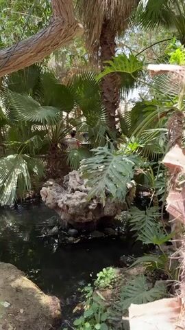 The video shows a person in the background of a lush, green environment with several palm trees and a body of water. The person is wearing a dark top and appears to be interacting with another person or observing something in the water. The water is dark and reflects the surrounding foliage. The foreground is dominated by a large tree trunk with rough bark.