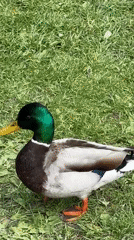 Mallard duck spotted walking in Tallinn park near stone wall