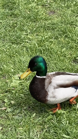 Mallard duck spotted walking in Tallinn park near stone wall