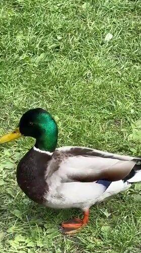 Mallard duck spotted walking in Tallinn park near stone wall