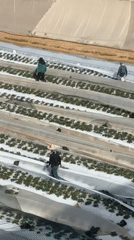 Agricultural work continues across central Israel farming communities