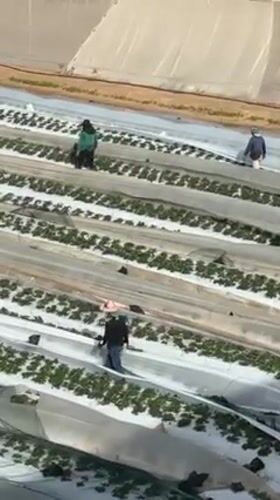 Agricultural work continues across central Israel farming communities