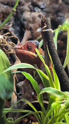 This is a close-up video of a red chameleon with blue markings on its head, perched among lush green leaves and branches. The chameleon's eye is prominent, and it appears to be looking directly at the camera. The background is blurred, suggesting a natural or terrarium setting with bark and foliage. The lighting is warm and bright, highlighting the vibrant colors of the chameleon and its surroundings. The chameleon's skin texture is visible, showing small scales. The overall impression is one of a still, alert creature in its natural habitat.