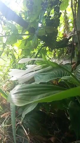 The video shows a close-up view of a white flower with long, delicate petals, possibly a hosta flower, nestled amongst lush green foliage. The flower is oriented horizontally in the frame. Sunlight filters through the leaves, creating a dappled effect and highlighting the textures of the leaves and petals. In the background, there are darker green leaves and what appear to be small berries or dark fruits on vines, suggesting an outdoor, possibly woodland or garden setting. The camera is positioned low, looking up at the flower. The overall impression is one of natural beauty and tranquility.