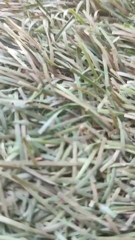 The media file captures a close-up view of a puppy sleeping outdoors. The puppy, a light brown color, is resting its head on a weathered, rectangular wooden beam. Its eyes are closed, indicating it is peacefully asleep. The setting appears to be a grassy area, with the ground covered in what looks like artificial turf. Sunlight is casting shadows on the ground, suggesting it is daytime, likely a sunny day. In the background, parts of a wooden structure, possibly a fence or enclosure, are visible. The overall impression is one of tranquility and the simple comfort of a napping puppy in a natural or semi-natural environment. No text is visible in the media file.