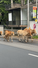 Five cows walk down wet road in Midigama