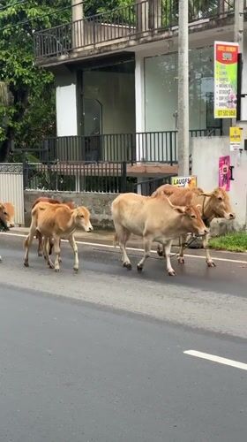 Five cows walk down wet road in Midigama
