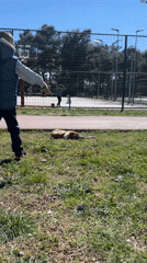 Peaceful park scene with dog, children, basketball court in Podgorica