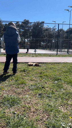 Peaceful park scene with dog, children, basketball court in Podgorica