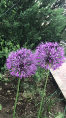 Spring scenes captured across Kherson: flowers, birds, cloudy skies