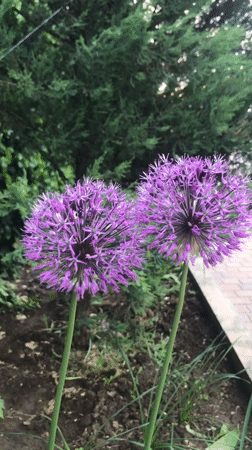 Spring scenes captured across Kherson: flowers, birds, cloudy skies