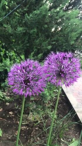 Spring scenes captured across Kherson: flowers, birds, cloudy skies