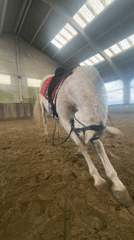 Horse training session observed at Estaimpuis stable facility