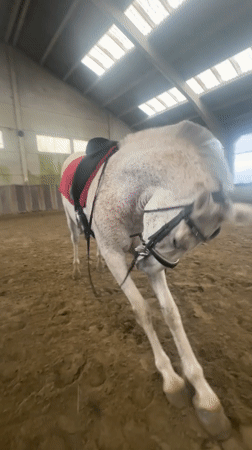 Horse training session observed at Estaimpuis stable facility