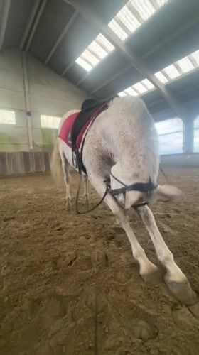 Horse training session observed at Estaimpuis stable facility