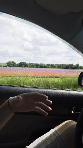 A person's arm is visible inside a vehicle, pointing a thumb towards a large field seen through the car window. The field contains distinct sections of green foliage, purple flowers, and orange flowers, stretching towards a line of trees in the distance under a cloudy sky. The vehicle's interior trim is black.