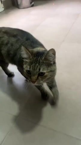 A tabby cat approaches the camera on a tiled floor in an indoor setting. The cat walks directly towards the lens, looking up at it. As it gets very close, the view becomes blurry, showing the cat's fur and body as it moves past, possibly rubbing against the camera or the person holding it. The scene takes place in San Fernando del Valle de Catamarca, Argentina.