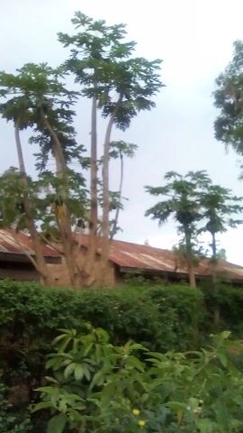 The video displays an outdoor scene, likely a rural or semi-rural setting. The primary subjects are several tall papaya trees with slender trunks and large leaves, positioned prominently in the foreground and midground. Behind these trees, part of a building with a reddish-brown corrugated iron roof is visible. The scene is characterized by abundant green foliage, including dense bushes and other trees in the background, creating a lush environment. The sky is overcast and appears bright grey, indicating a cloudy daytime. The camera slowly pans horizontally from left to right, offering a broad view of the natural surroundings and the structure. There are no people or visible text. The overall atmosphere is tranquil and natural.