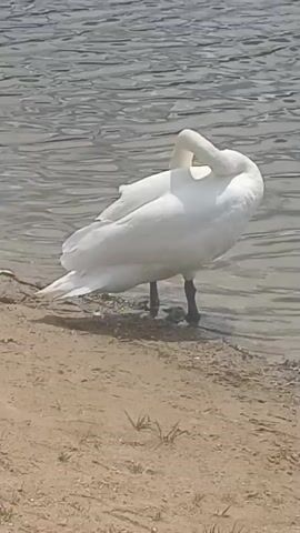 A white swan is captured in two short clips, standing at the edge of a body of water with a sandy bank and sparse green grass. The setting appears to be a calm lake or large river, with gentle ripples visible on the water's surface, under bright daylight conditions.

In the first clip (0:00-0:02), the swan is positioned with its body facing away from the camera, its head and neck gracefully curved back, seemingly preening its feathers on its upper back or shoulder. Its black legs are visible in the shallow water and on the wet sand.

The second clip (0:03-0:06) shows the swan in a similar pose, continuing its preening activity. Its head is bent further back, and it appears to be meticulously grooming its neck or the feathers around its head. A distinct shadow of the swan is cast on the sandy bank.

The overall scene depicts a serene natural environment, highlighting the swan's typical preening behavior. The location is specified as Navamyshsky Rural Council, Belarus.