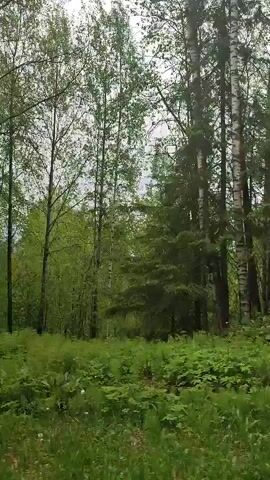 The video shows a dirt road winding through a forest. The trees are mostly deciduous with some evergreens mixed in. The sky is overcast and gray. The ground is covered in green grass and vegetation. In the background, music can be heard. The camera appears to be moving forward along the dirt road.