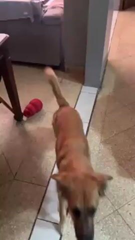 A person filming a reddish-brown dog in an indoor setting. The dog is standing near a table, a chair, and a red Kong toy. The camera pans across the room, showing a living area with a couch and a doorway leading to an outdoor space. The person encourages the dog to move by saying "Vamos, vamos Hermes." The dog looks around, seemingly responding to the voice. The flooring consists of beige tiles with white accents.