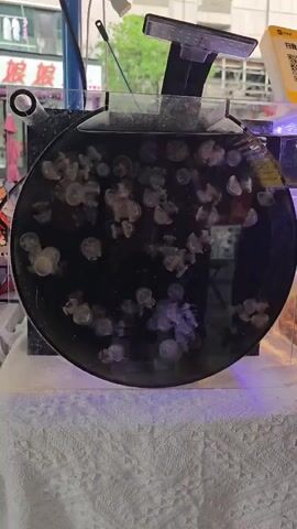 The video shows a circular aquarium filled with numerous small, translucent jellyfish. The aquarium is illuminated from above by a black LED light fixture. The background is blurred but appears to be an indoor setting with shelving and possibly other aquariums visible. A white cloth is draped across the bottom of the frame. The jellyfish are actively swimming and drifting within the water.