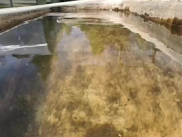 The camera focuses on a rectangular trough filled with stagnant water. The water is murky, with a yellowish-brown tint and visible sediment or algae at the bottom. Reflections of trees and the sky are visible on the water's surface. The trough itself appears to be made of concrete or a similar material. A small, transparent piece of plastic is partially submerged near the left side of the frame. There is no visible movement or activity in the video.