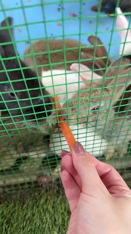 A person's hand, with glittery nail polish, is holding a piece of carrot through a green metal fence. Several rabbits are clustered around the carrot, with some actively nibbling on it. The rabbits are of various colors including black, white, and brown. The background shows a blue wall and green grass.