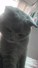 Lazy afternoon at home in Masazir: cats, earbuds, and selfies