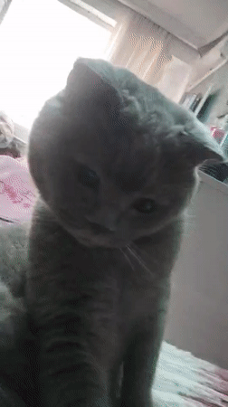 Lazy afternoon at home in Masazir: cats, earbuds, and selfies