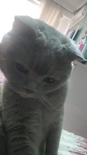 Lazy afternoon at home in Masazir: cats, earbuds, and selfies