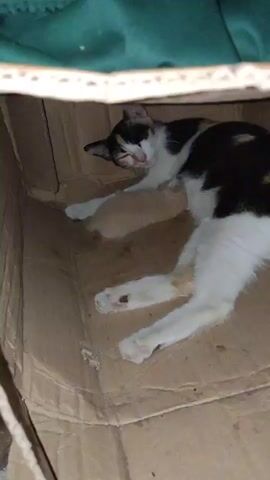 A calico cat lies on its side inside a cardboard box, nursing a small, light-colored kitten. The cat's eyes are partially closed, and it appears relaxed. The kitten is nestled against the cat's belly, feeding. The box is lined with crumpled brown cardboard, and a dark green fabric is visible at the top of the frame. The lighting is dim, suggesting it may be nighttime or an indoor setting.