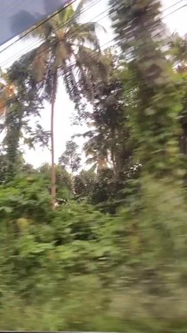 A blurry, side-view video shows lush green foliage and palm trees passing by, suggesting movement from a vehicle. The sky is overcast, and there are power lines visible above the trees. The focus is on the dense vegetation, with some glimpses of what appear to be red flowers or fruits within the greenery.